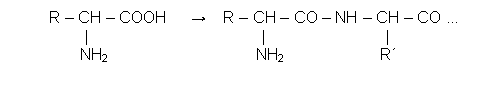 Text Box: R – CH – COOH     →    R – CH – CO – NH – CH – CO ...          |                                       |                           |         NH2                                                 NH2                                R´      aminoácido                                    proteína